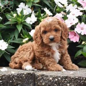 Ollie, Cavapoo Puppy